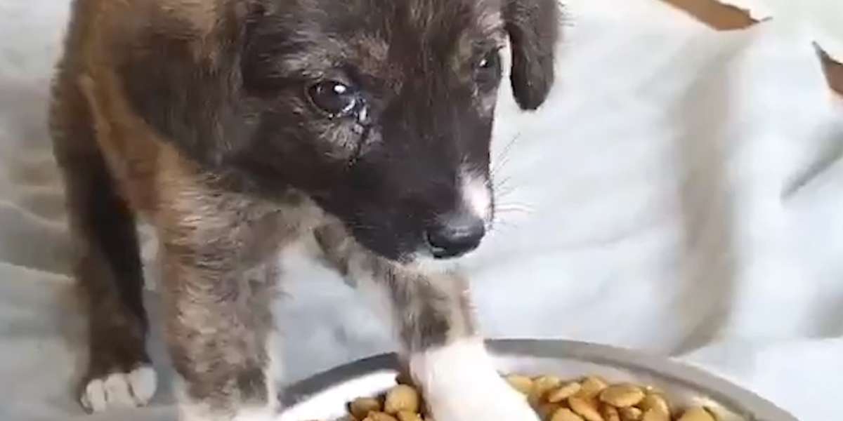 Abandoned Puppy Sleeps With The Guy Who Rescued Her - Videos - The Dodo