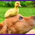 Dude The Dog Goes Swimming With Baby Ducks