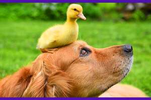 Dude The Dog Goes Swimming With Baby Ducks