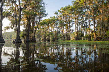 Bayou swamp scene