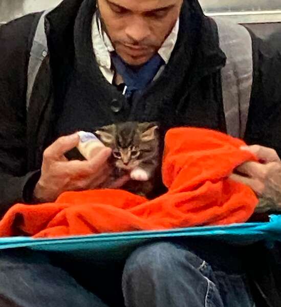 Man Seen With Kitten On Subway Is Restoring People's Faith In Humanity -  The Dodo