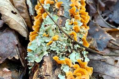 Devil's Den State Park