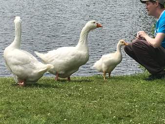 guy with geese