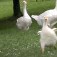 baby goose