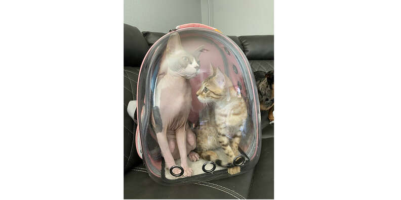 cat bubble backpack