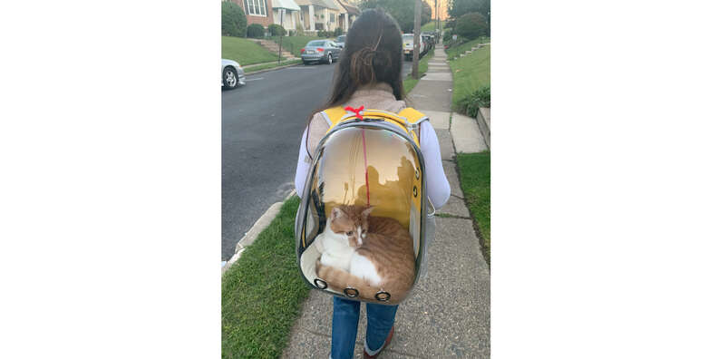 Bubble backpacks cheap for cats