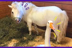 Hemingway The Guard Duck Won't Let Anyone Come Near His Horse