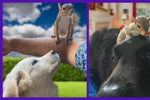 Tiny Squirrel Grows Up With The Best Brothers...DOGS