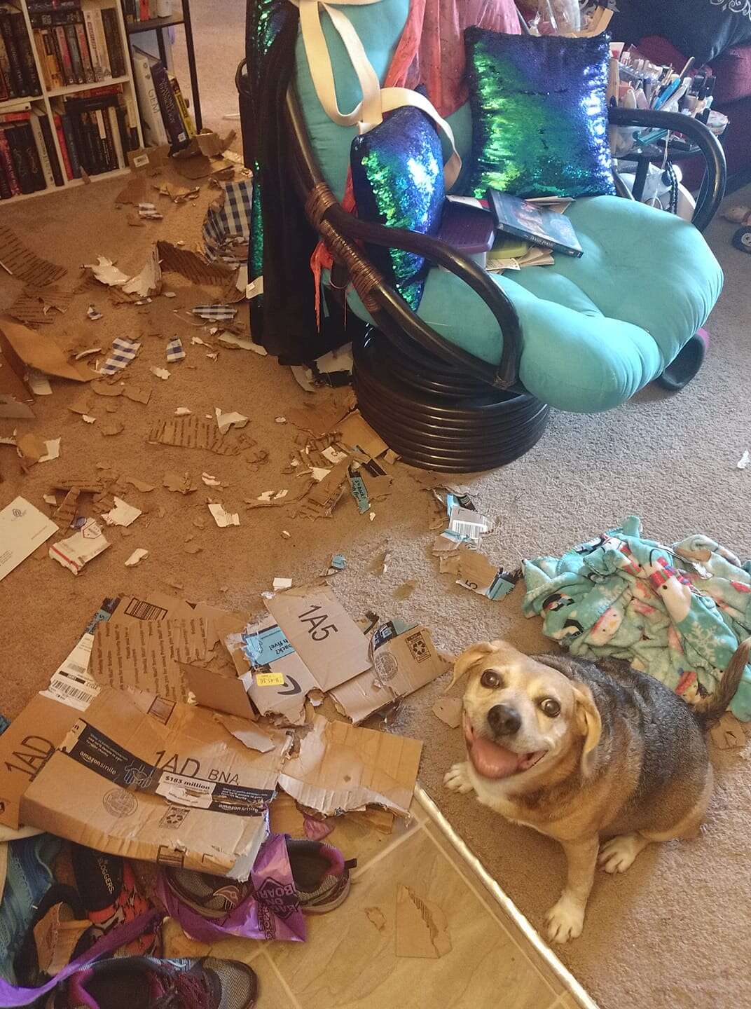 Dog Is So Proud Of Huge Mess He Made - The Dodo