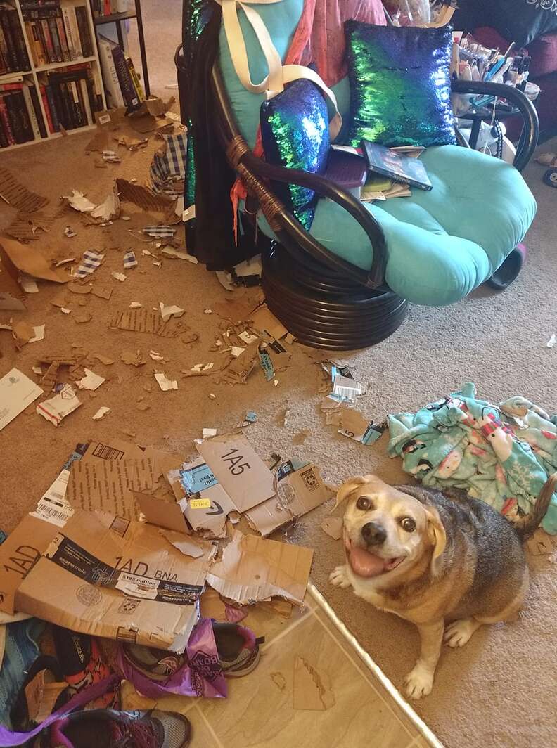 dog makes a mess