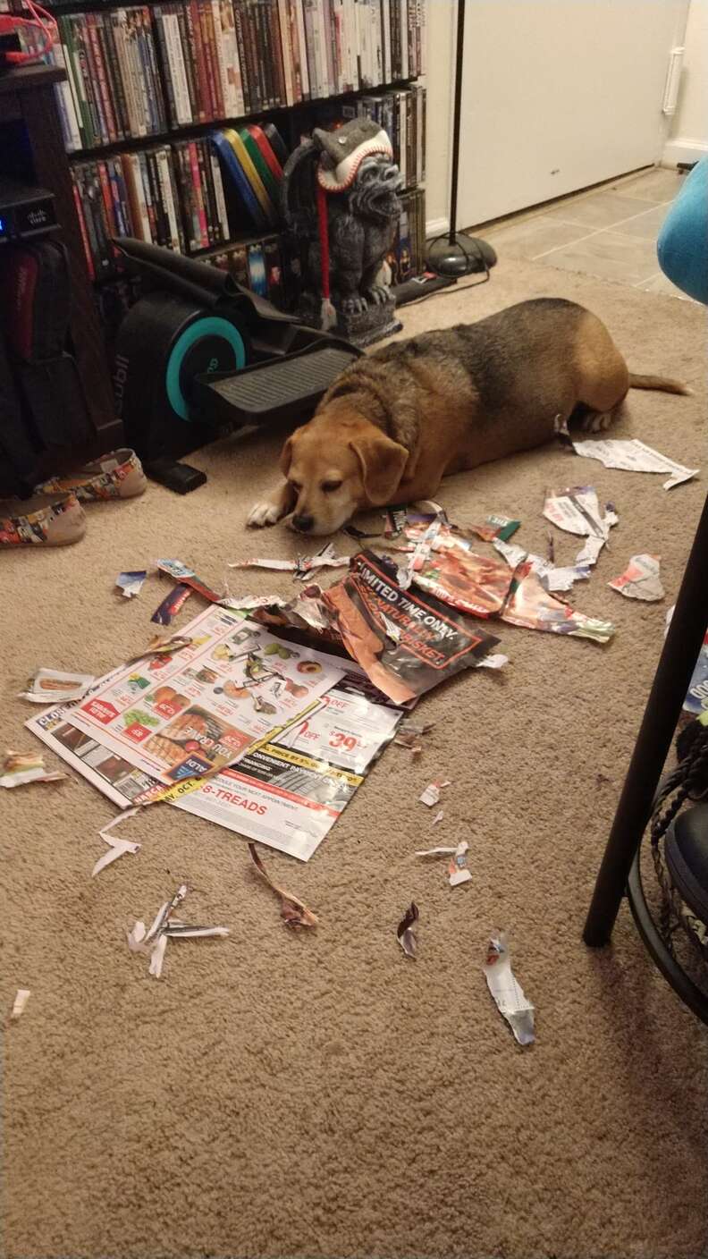 dog makes a mess