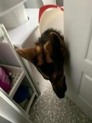 dog gets toilet seat stuck on head