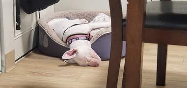 dog sleeps