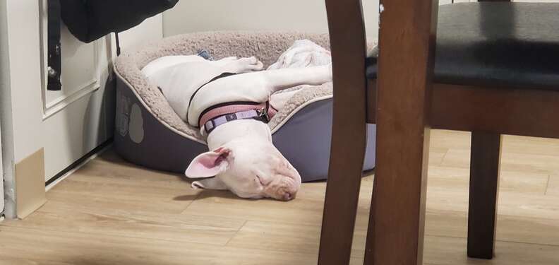 dog sleeps