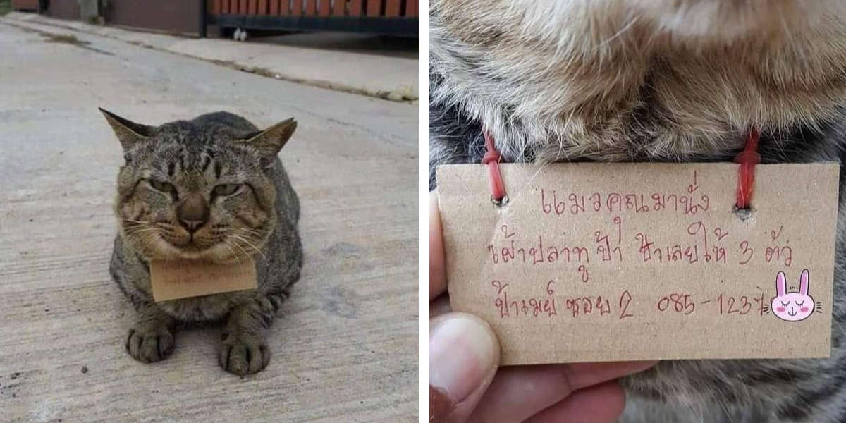 Cat Goes On Adventure And Returns Home With A Note Around His Neck - The  Dodo