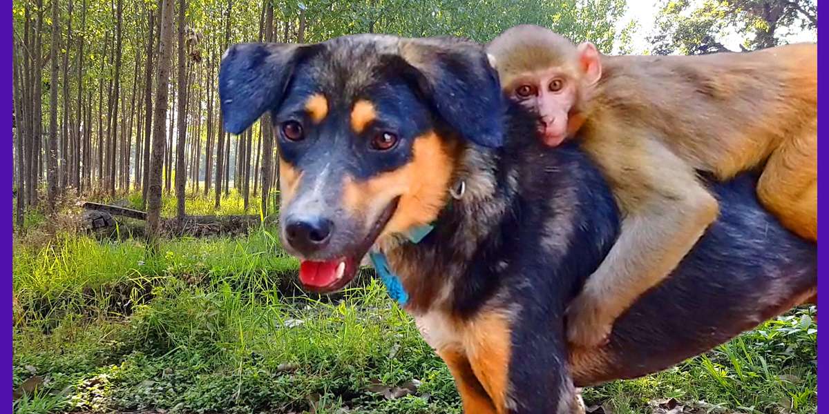 Avni the Monkey Takes Rides on the Back of Her DOG Best Friend Videos