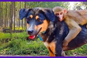 Avni the Monkey Takes Rides on the Back of Her DOG Best Friend