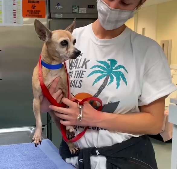 King, the senior Chihuahua, reunites with family after 6 years