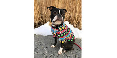 ugly christmas sweaters for dogs