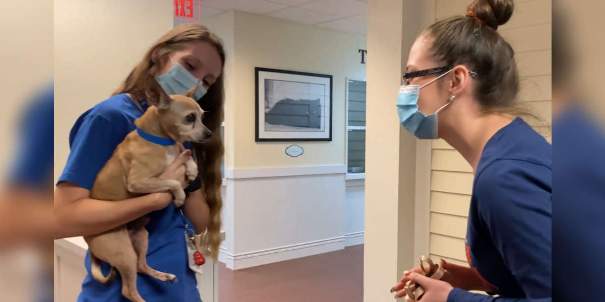 Dog Is So Happy To See His Family Again 6 Years After Going Missing ...
