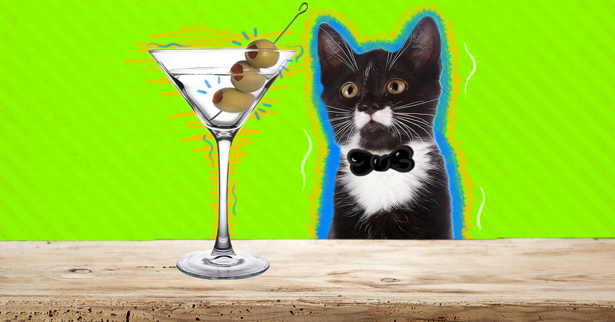 Can Cats Drink Wine Beer Or Alcohol Dodowell The Dodo