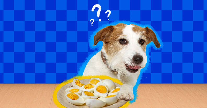 dog eating plate of eggs