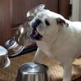 Bulldog Obsessed With Bowls Gets A Special Delivery