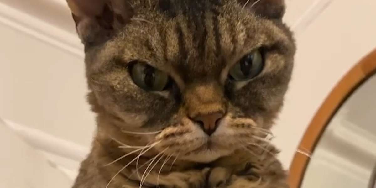 Grumpy, Unadoptable Cat Is Her New Mom's Shadow - Videos - The Dodo
