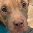 Puppy Found Tied To Pole Is Glued To Her Mom's Side Now