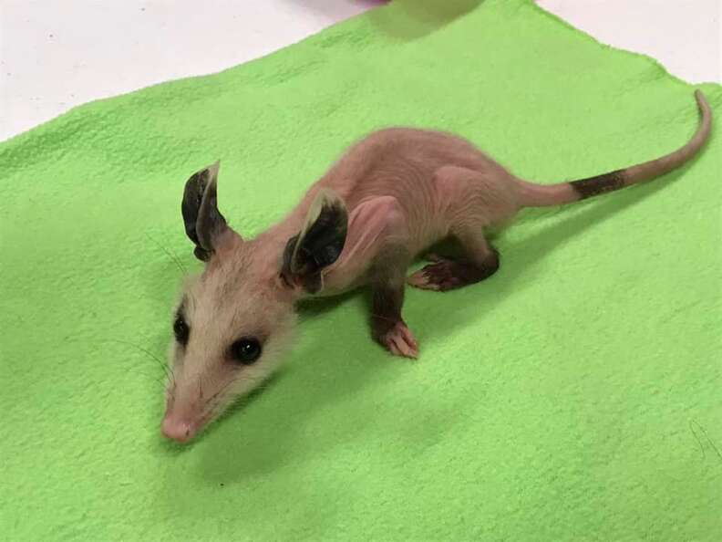 Hairless possum rescued from used car lot