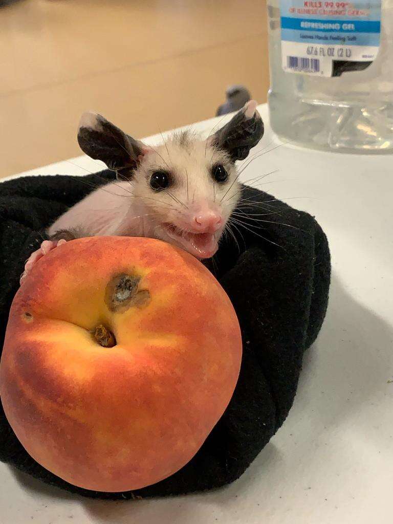 Naked possum baby at wildlife rescue