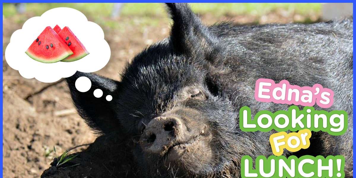 Edna The Big Pig Wants Her Lunch - Videos - The Dodo