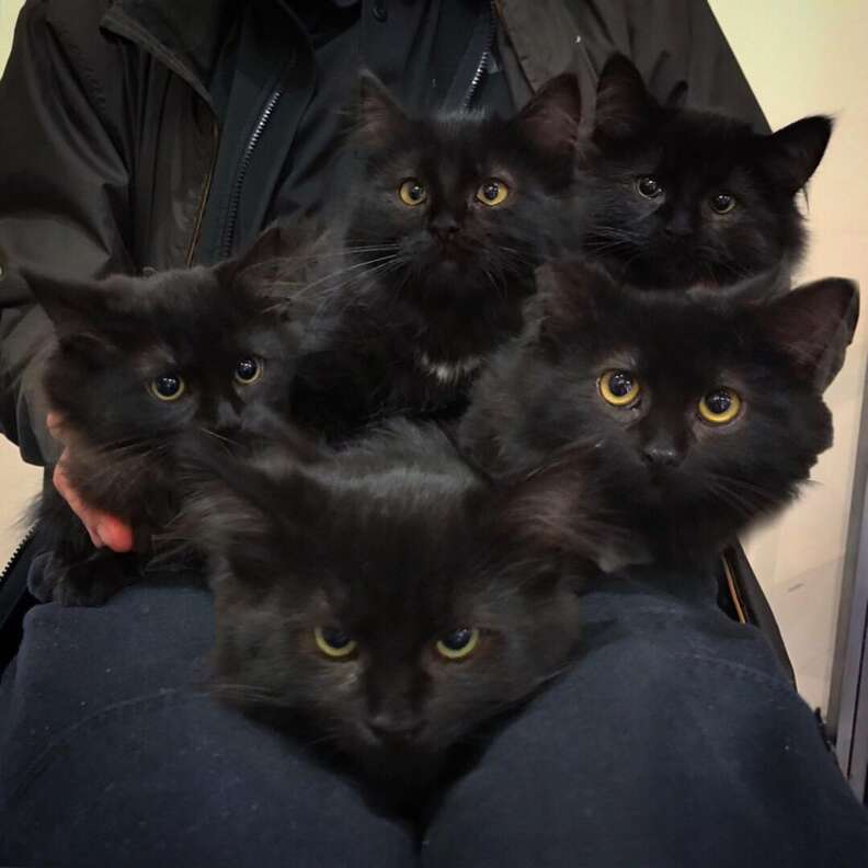 baby black kittens