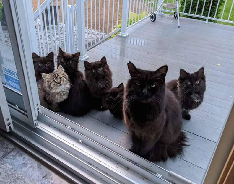 Stray cat shows off her kittens on lady's porch