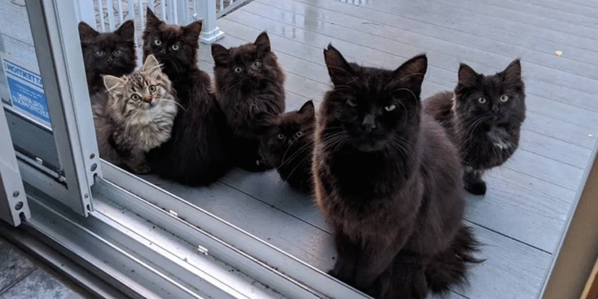 Stray mother store cat and kittens