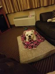 dog in bed