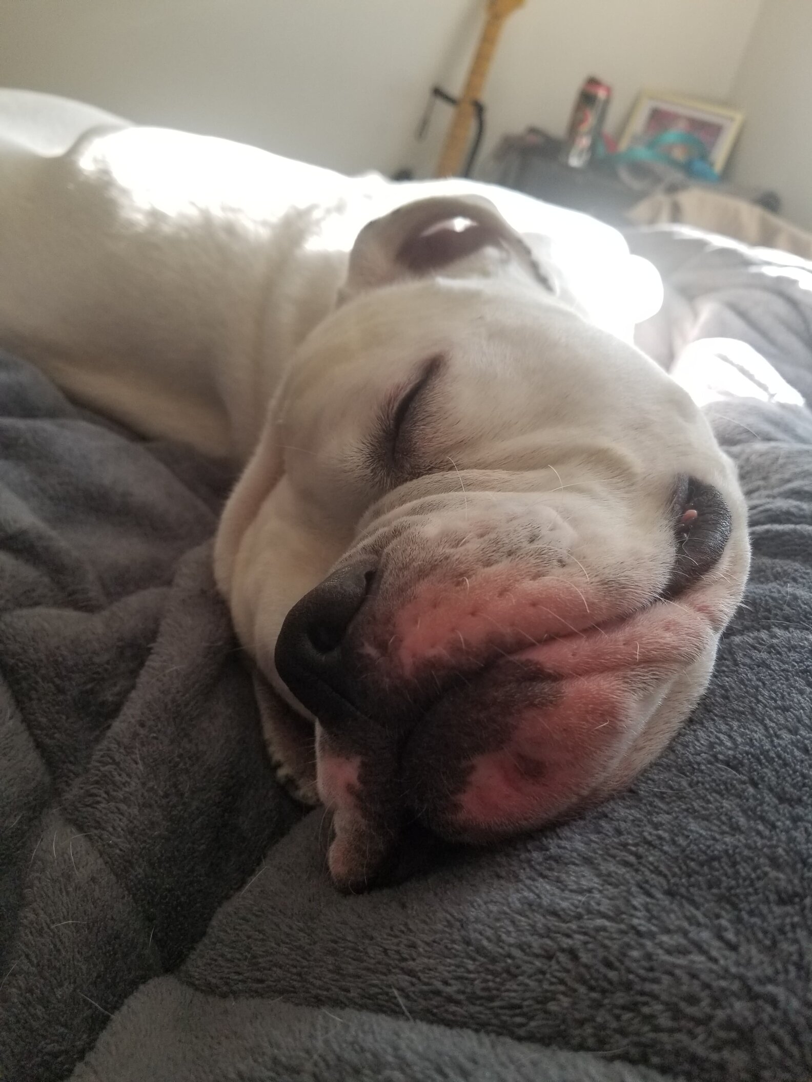 Dog Refuses To Go Up Stairs The Dodo