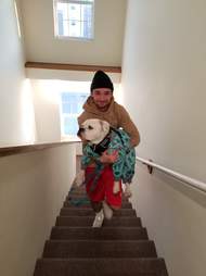 dog gets carried up the stairs