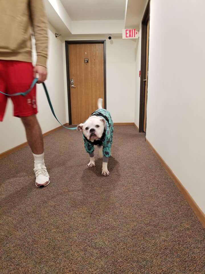 dog walking down hallway