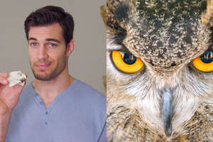 What Makes Owl Eyesight So Powerful?