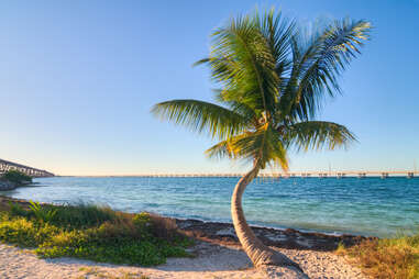 a single palm tree on a beautiful beach