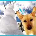  Stella The Dog Smashes Every Single Snowman
