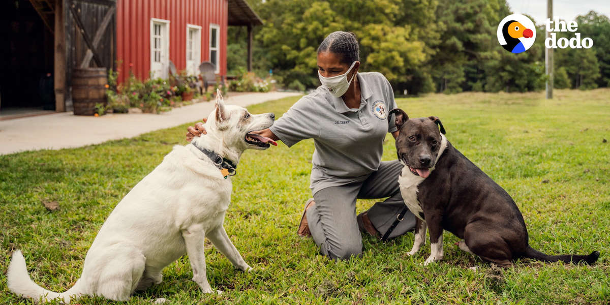 This Veterinarian Started A Program To Pair Rescues With Veterans The