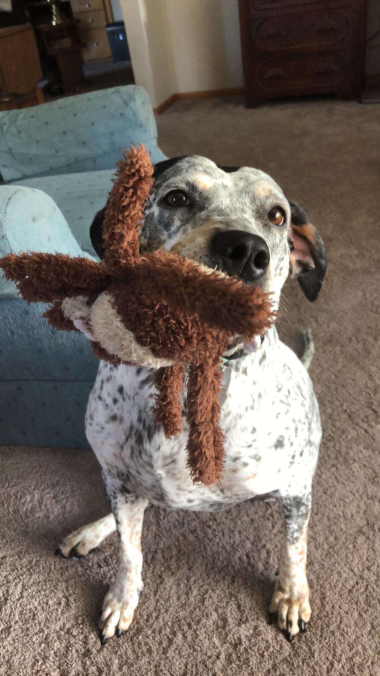 dog holding toy
