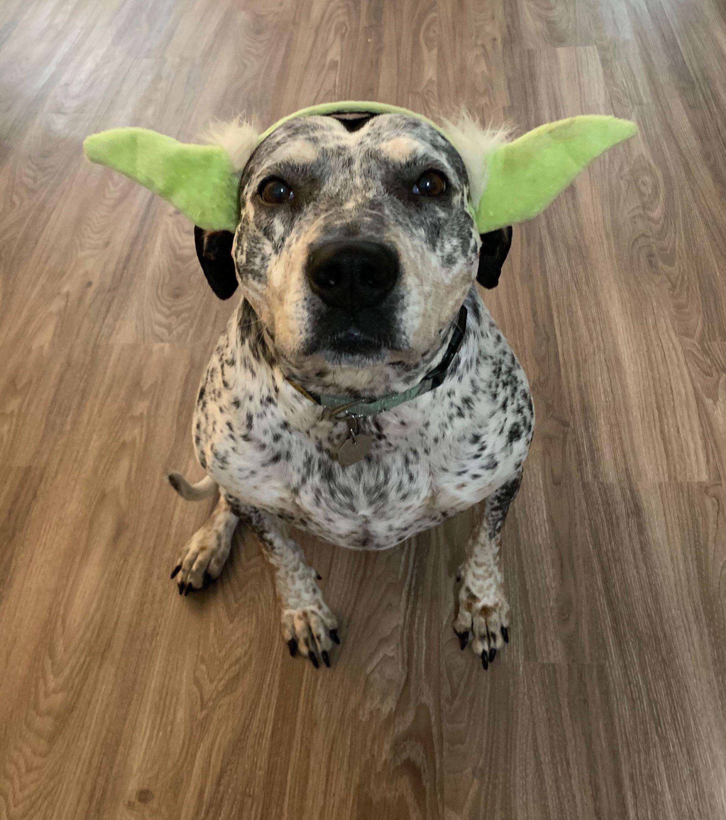 dog wearing ears