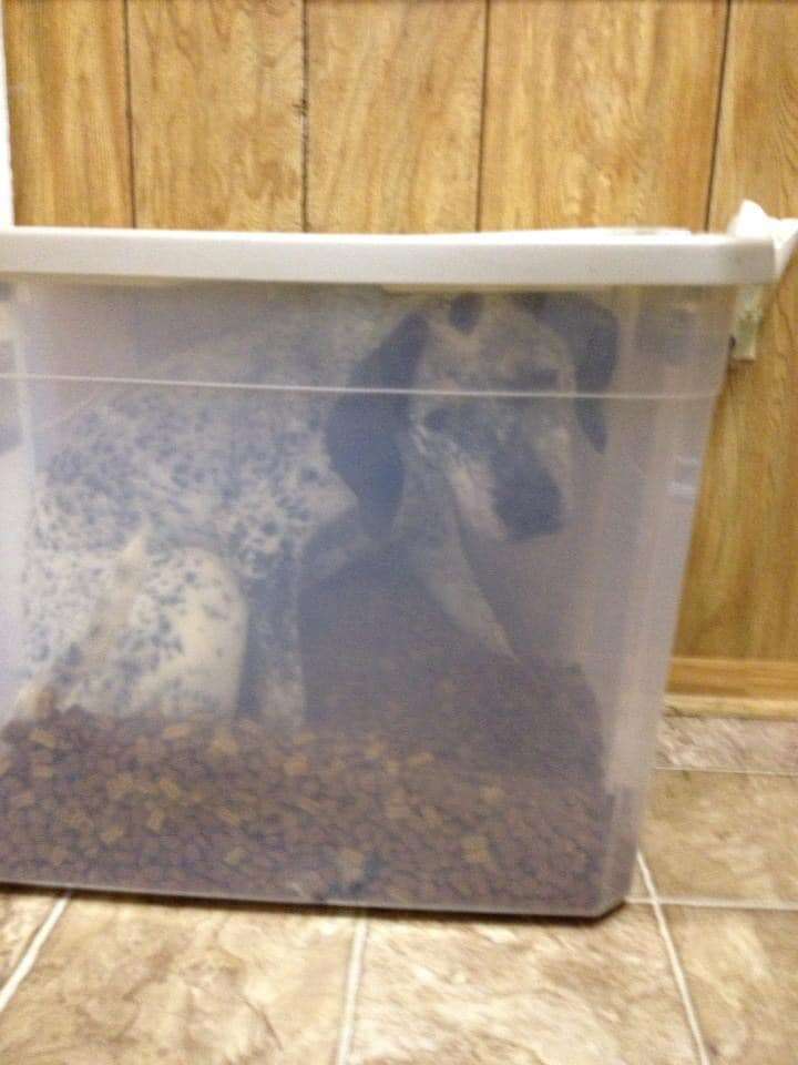 dog in food bin