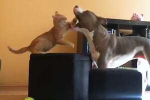 Pittie And Kitten Play The Cutest Game Together