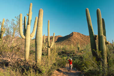 a person standing near an enormous saguaro cactus