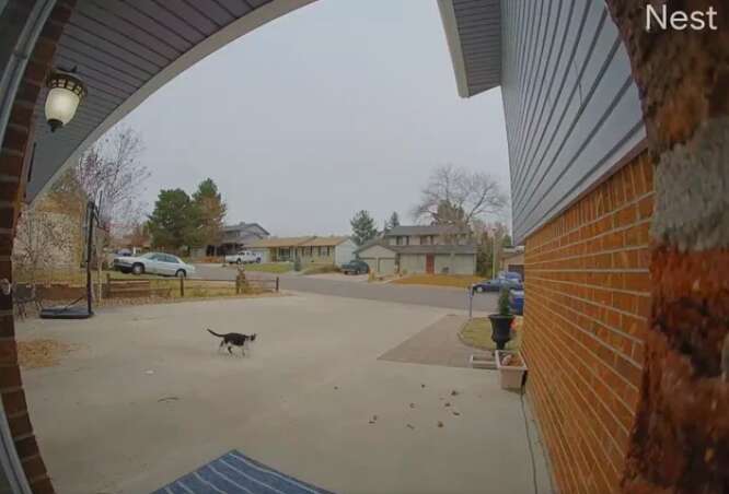 Doorbell camera films cat playing with leaves
