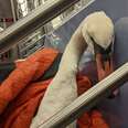 Wild Swan Rides The Subway To Get The Help She Needs